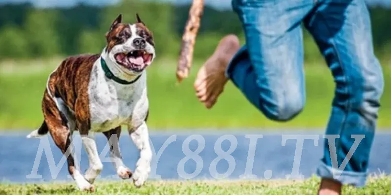 Nằm mơ thấy chó tấn công người tình của mình tại coachoutletcoach.us.com